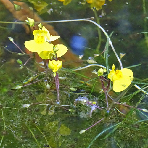 Südlicher Wasserschlauch / Utricularia australis