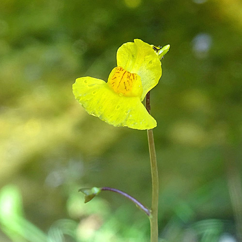 Südlicher Wasserschlauch / Utricularia australis