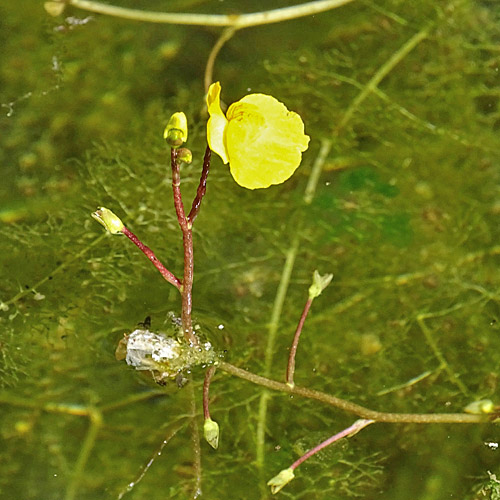 Südlicher Wasserschlauch / Utricularia australis