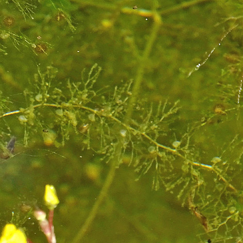 Südlicher Wasserschlauch / Utricularia australis