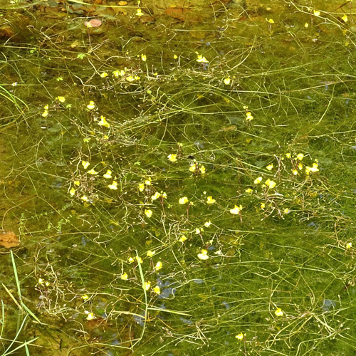 Südlicher Wasserschlauch / Utricularia australis