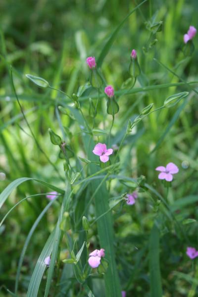 Kuhnelke / Vaccaria hispanica