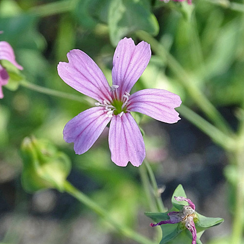 Kuhnelke / Vaccaria hispanica