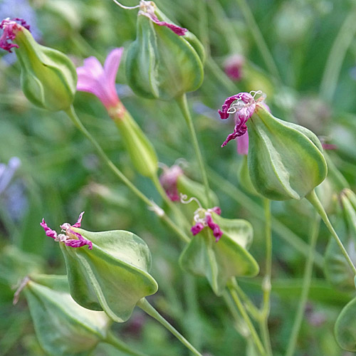 Kuhnelke / Vaccaria hispanica