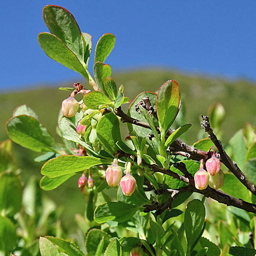 Kleinblättrige Rauschbeere / Vaccinium gaultherioides