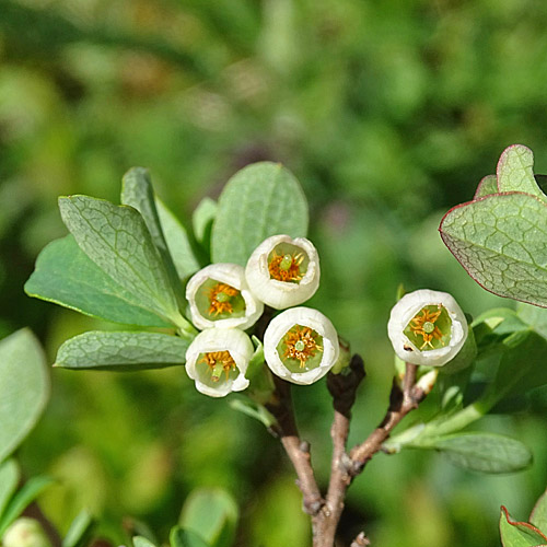 Kleinblättrige Rauschbeere / Vaccinium gaultherioides