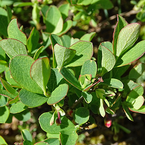 Kleinblättrige Rauschbeere / Vaccinium gaultherioides