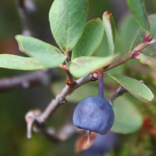 Heidelbeere / Vaccinium myrtillus