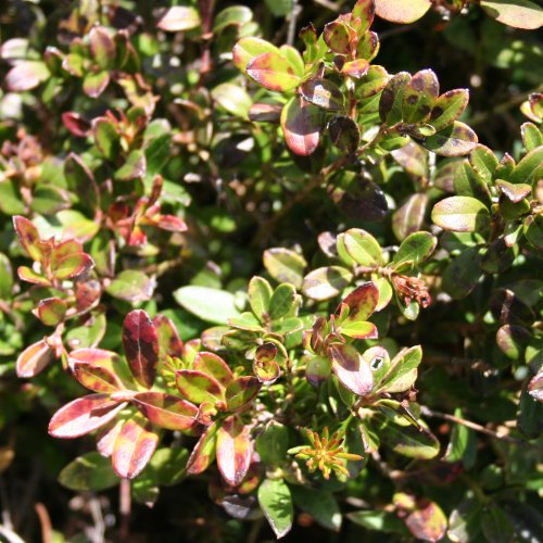 Heidelbeere / Vaccinium myrtillus