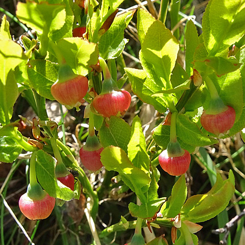 Heidelbeere / Vaccinium myrtillus