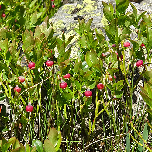 Heidelbeere / Vaccinium myrtillus