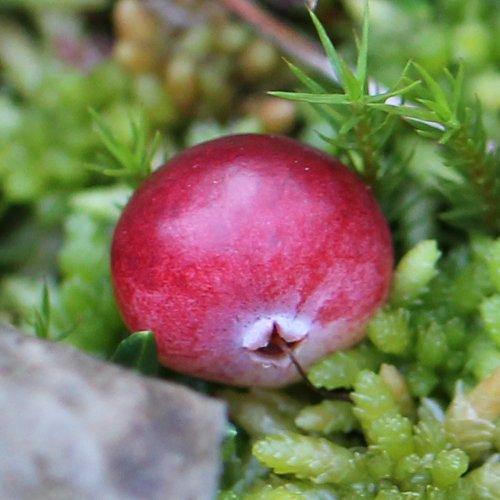 Gemeine Moosbeere / Vaccinium oxycoccos