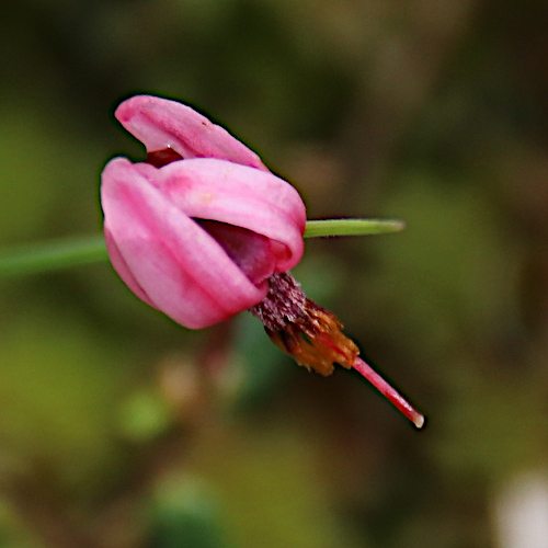 Gemeine Moosbeere / Vaccinium oxycoccos