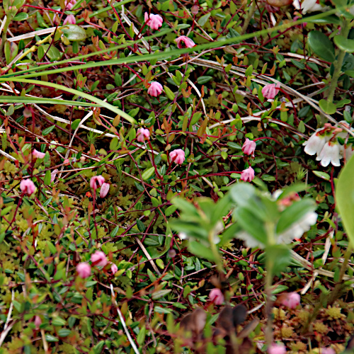 Gemeine Moosbeere / Vaccinium oxycoccos