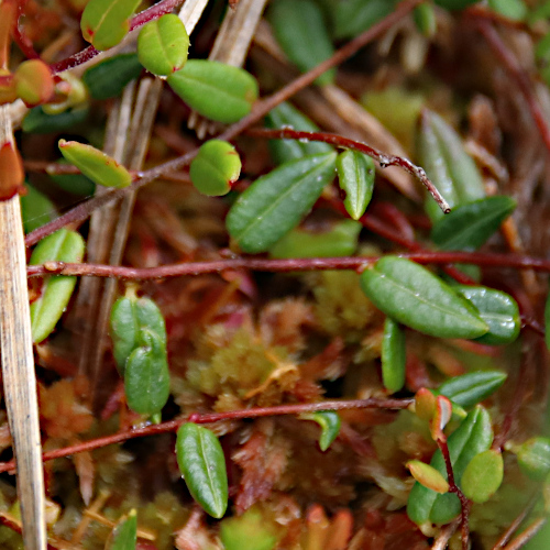 Gemeine Moosbeere / Vaccinium oxycoccos