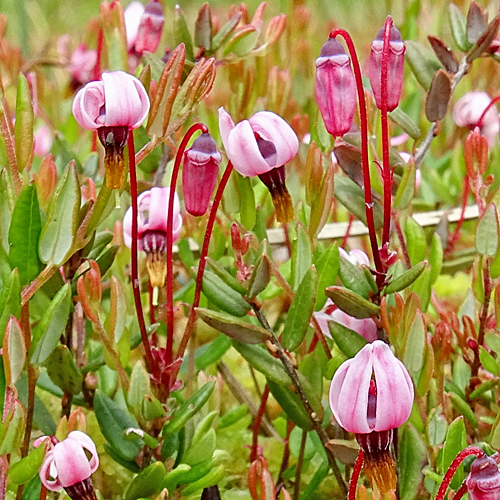 Gemeine Moosbeere / Vaccinium oxycoccos