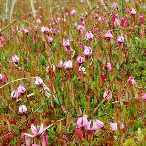 Gemeine Moosbeere / Vaccinium oxycoccos