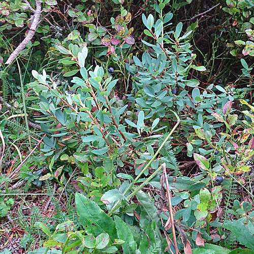 Rauschbeere / Vaccinium uliginosum