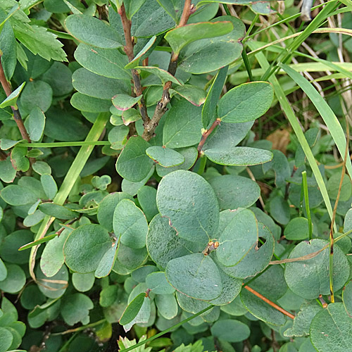 Rauschbeere / Vaccinium uliginosum