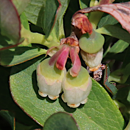 Rauschbeere / Vaccinium uliginosum