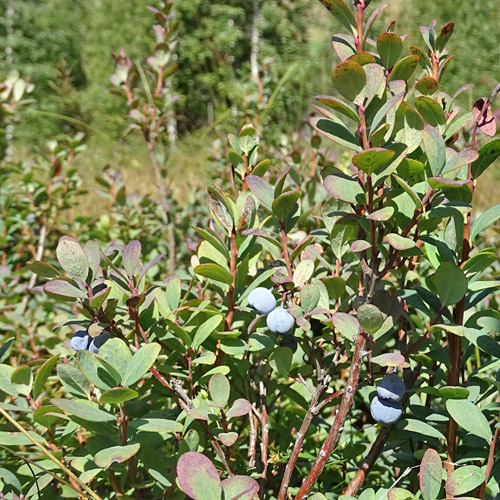 Rauschbeere / Vaccinium uliginosum