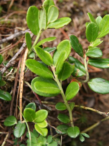 Preiselbeere / Vaccinium vitis-idaea