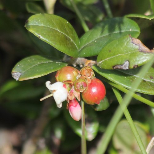 Preiselbeere / Vaccinium vitis-idaea