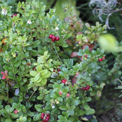 Preiselbeere / Vaccinium vitis-idaea