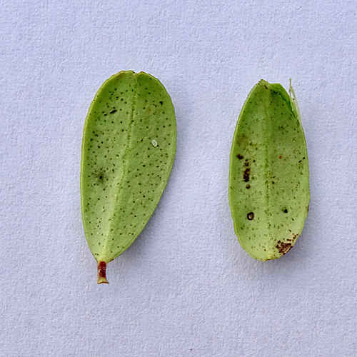 Preiselbeere / Vaccinium vitis-idaea