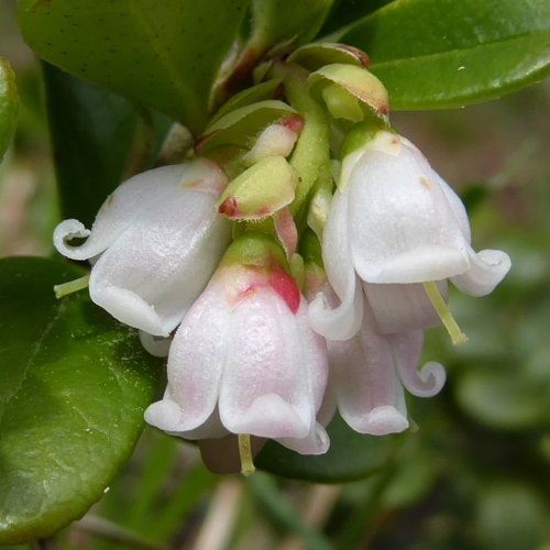 Preiselbeere / Vaccinium vitis-idaea