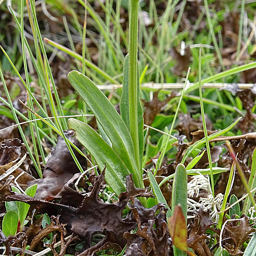 Keltischer Baldrian / Valeriana celtica