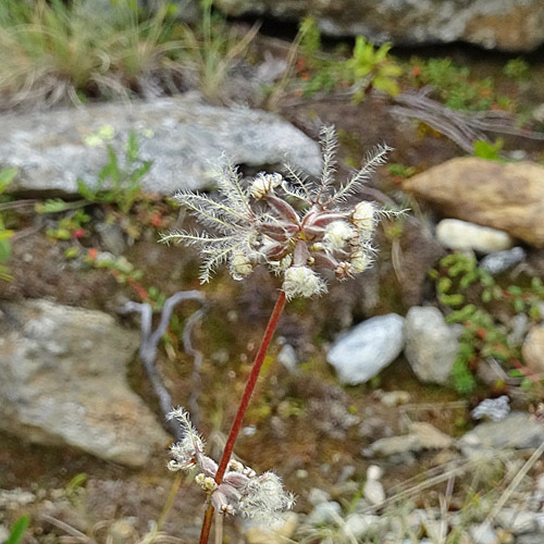 Keltischer Baldrian / Valeriana celtica