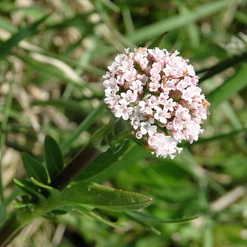 Sumpf-Baldrian / Valeriana dioica