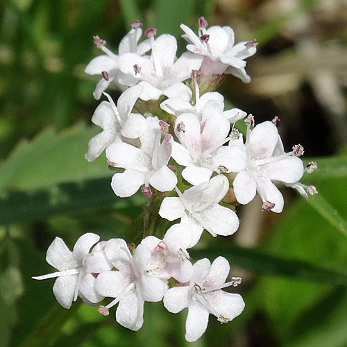 Sumpf-Baldrian / Valeriana dioica