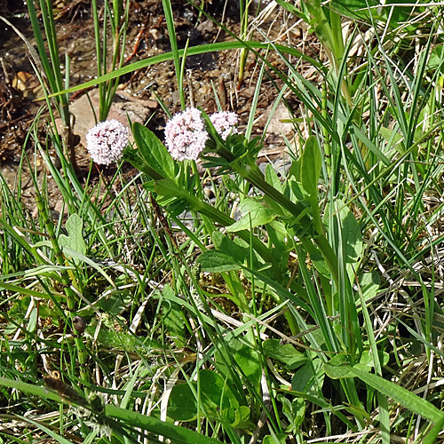 Sumpf-Baldrian / Valeriana dioica