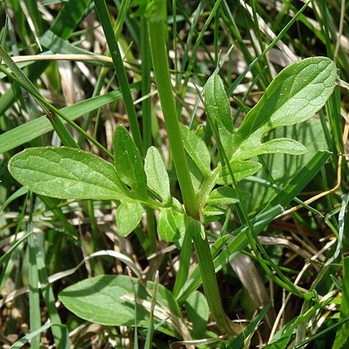Sumpf-Baldrian / Valeriana dioica