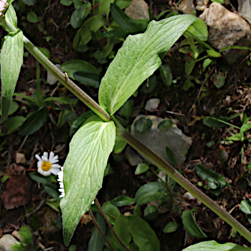 Berg-Baldrian / Valeriana montana