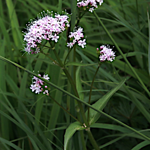 Berg-Baldrian / Valeriana montana