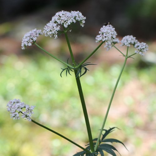 Gewöhnlicher Arznei-Baldrian / Valeriana officinalis