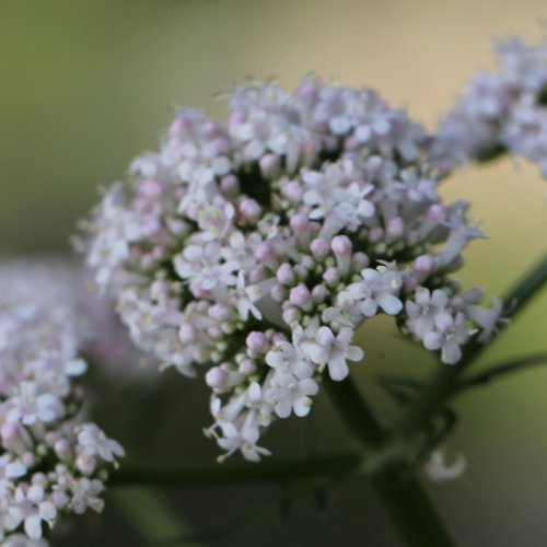 Gewöhnlicher Arznei-Baldrian / Valeriana officinalis