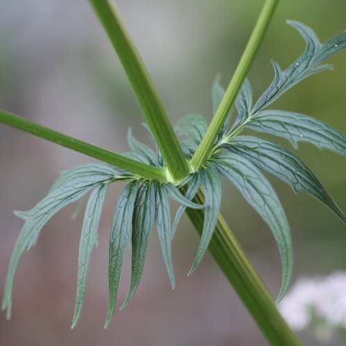 Gewöhnlicher Arznei-Baldrian / Valeriana officinalis