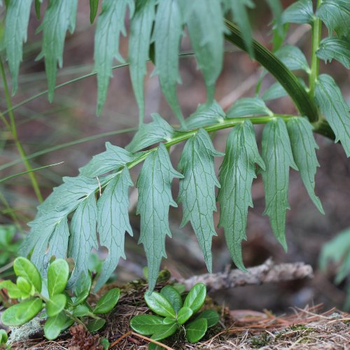 Gewöhnlicher Arznei-Baldrian / Valeriana officinalis