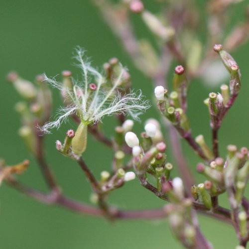 Gewöhnlicher Arznei-Baldrian / Valeriana officinalis