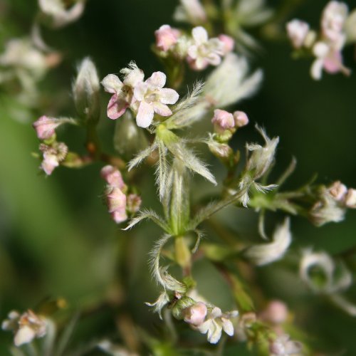 Pyrenäen-Baldrian / Valeriana pyrenaica