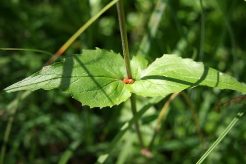 Pyrenäen-Baldrian / Valeriana pyrenaica