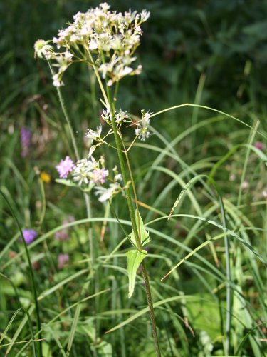 Pyrenäen-Baldrian / Valeriana pyrenaica