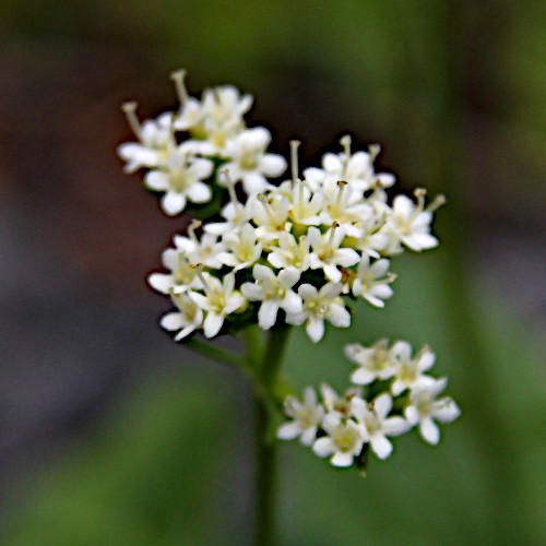 Felsen-Baldrian / Valeriana saxatilis