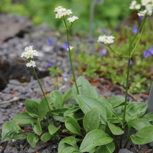 Felsen-Baldrian / Valeriana saxatilis