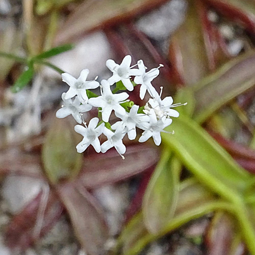 Felsen-Baldrian / Valeriana saxatilis