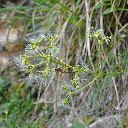 Felsen-Baldrian / Valeriana saxatilis